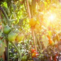 Tomato plants in a garden with ripe and unripe tomatoes, bathed in warm sunlight.