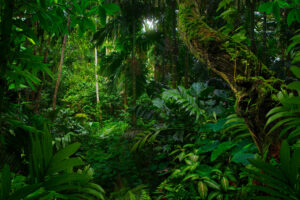 Tropical,Jungles,Of,Southeast,Asia,In,August Amazon rainforest leaves and branches.