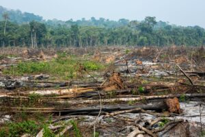 Deforestation,In,The,Amazon,Rainforest.,Trunks,Of,Trees,Cut,Down Cut down, deforested trees in the foreground with standing trees in the background.